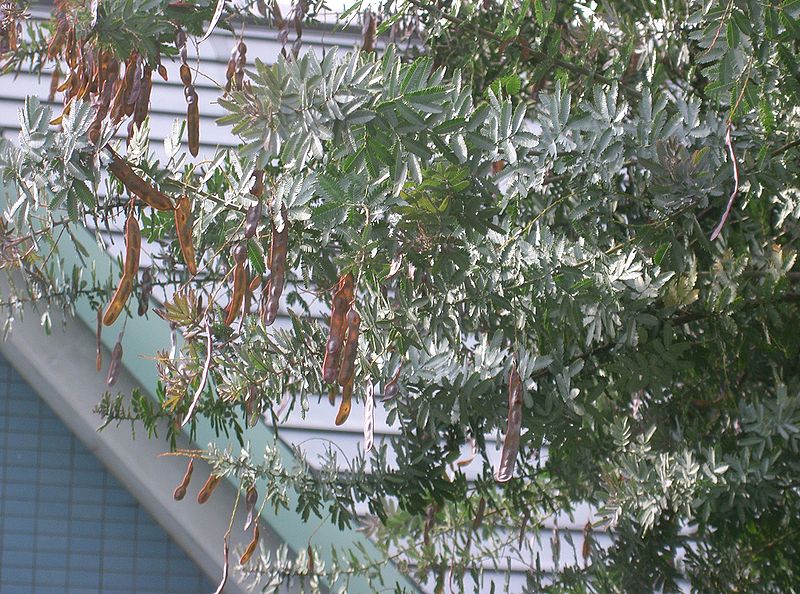 where can i buy acacia confusa in singapore