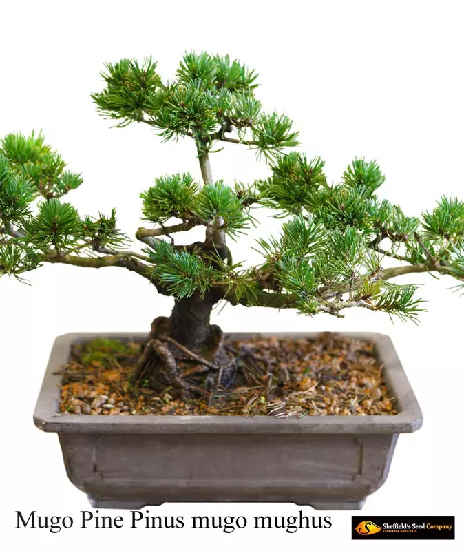 Mugo Pine Bonsai - /data/6342546/mugo-pine-mughus3.jpeg