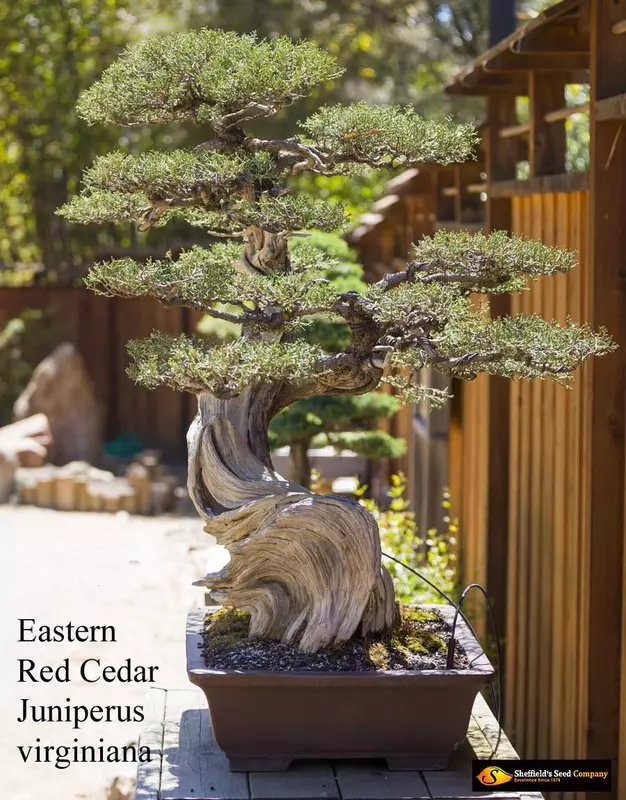 Eastern Red Cedar Bonsai - /data/6342573/easternred.jpeg