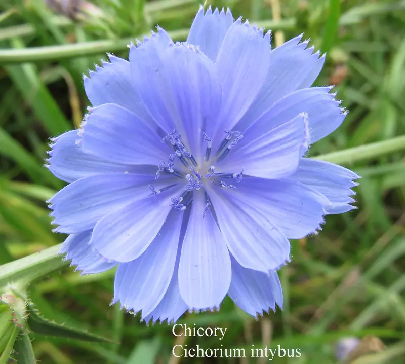 Chicory - /data/6342596/chicory-flowers1.jpeg