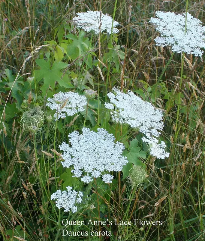 Queen Anne's Lace - /data/6342597/queen-anns-lace--med1.jpeg