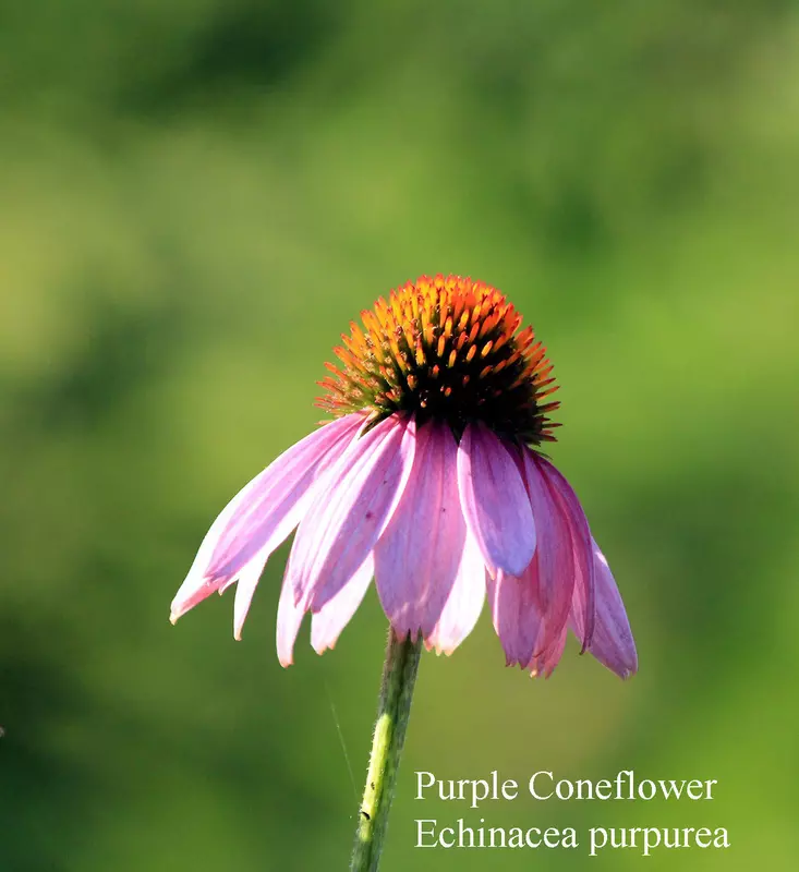 Purple Cone Flower - /data/6342599/purple-cone-med1.jpeg