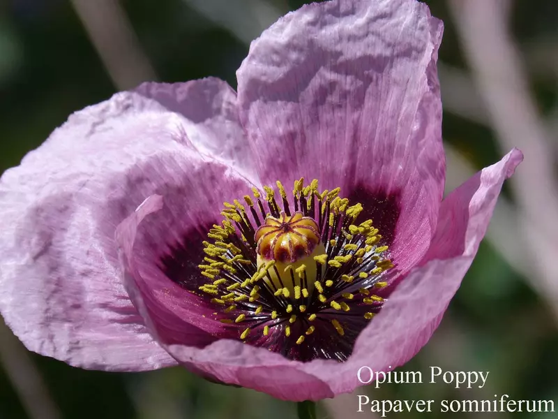 Opium Poppy - /data/6342612/opium-poppy2.jpeg