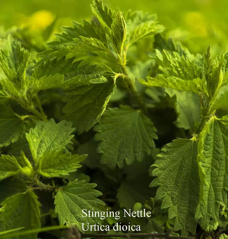 Stinging Nettle - /data/6342617/stinging-nettle-med.jpeg