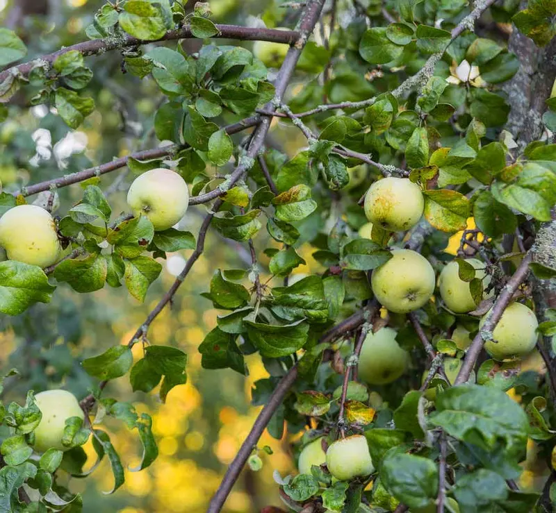Antonovka Apple Tree Seed - /data/6342621/antonovka-apple---Malus_pumila_6186310.jpeg