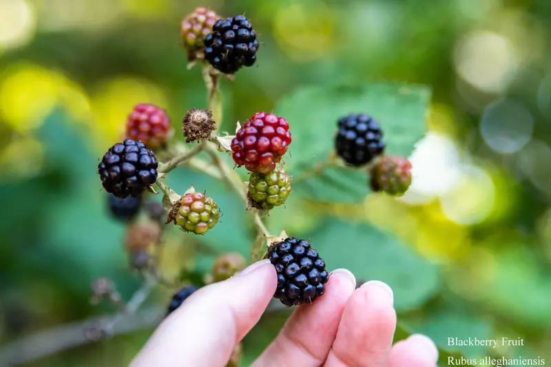 Blackberry Fruit Seed - /data/6342622/blackberry,-green-to-red-to-black.jpeg