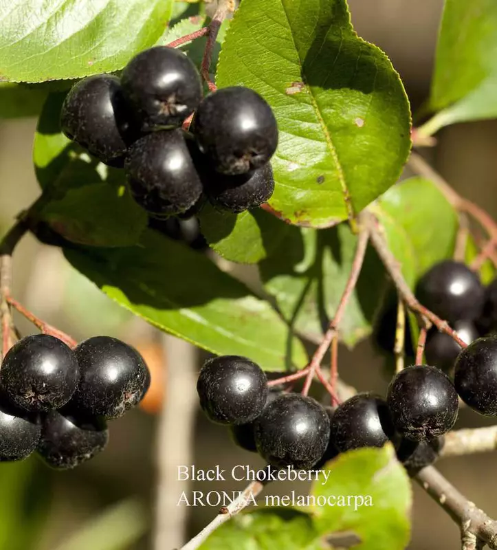 Black Chokeberry Fruit Seed - /data/6342623/black-chokeberry-ARONIA_melanocarpa.jpeg