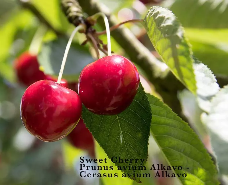 Sweet Cherry Flowering Tree - /data/6342624/Prunus_avium_45264124.jpeg