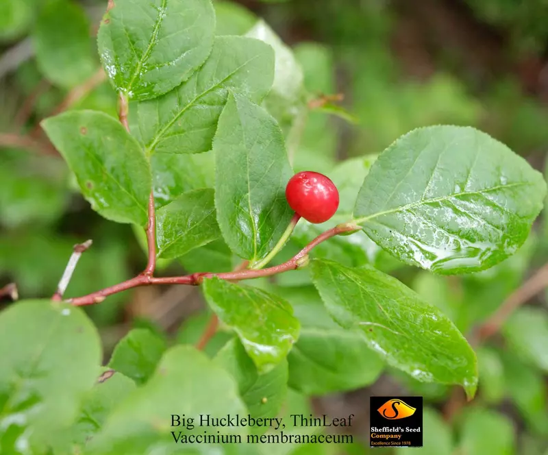 Big Huckleberry Fruit Tree - /data/6342630/huckleberry-vaccinium-membranaceum.jpeg